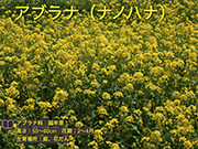 アブラナ