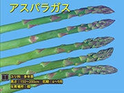 アスパラガス