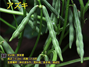 アズキ