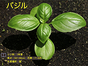 バジル