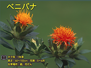 ベニバナ