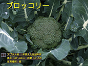 ブロッコリー