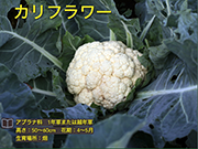 カリフラワー