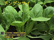 チンゲンサイ