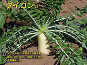 ダイコン