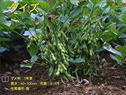 ダイズ