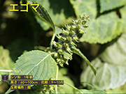 エゴマ