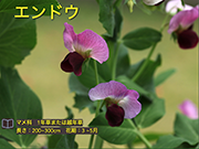 エンドウ
