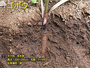 ゴボウ