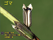 ゴマ