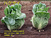 ハクサイ