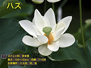 ハス