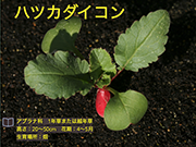 ハツカダイコン