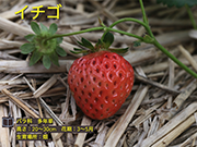 イチゴ