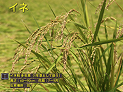 イネ