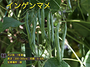インゲンマメ