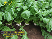 カブ