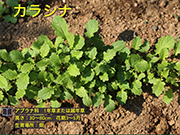 カラシナ