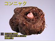 コンニャク
