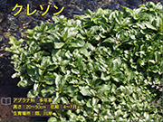 クレソン
