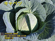 キャベツ
