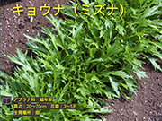キョウナ