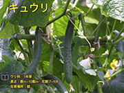 キュウリ