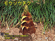 モウソウチク
