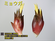 ミョウガ