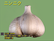 ニンニク