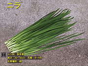 ニラ