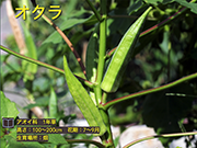 オクラ