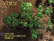 パセリ