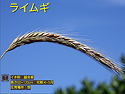 ライムギ