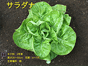 サラダナ