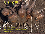 サトイモ