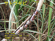 サトウキビ