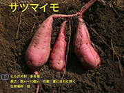 サツマイモ
