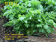 セロリ