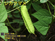 シカクマメ