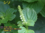 シソ