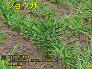 ショウガ