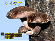 シイタケ