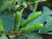 ソラマメ