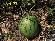 スイカ