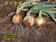 タマネギ