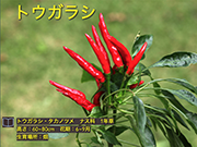 トウガラシ