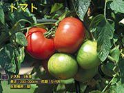 トマト