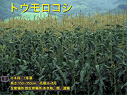 トウモロコシ