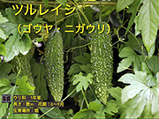 ツルレイシ
